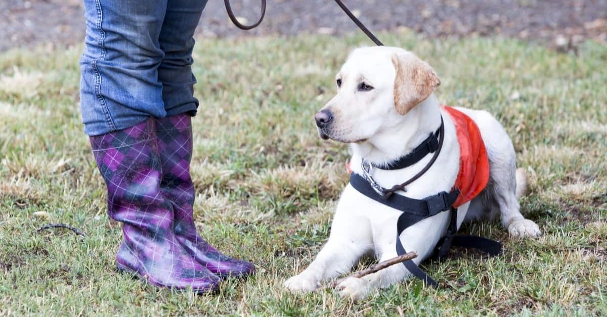 Labrador Harness Vs Collar Which is the Better Option?