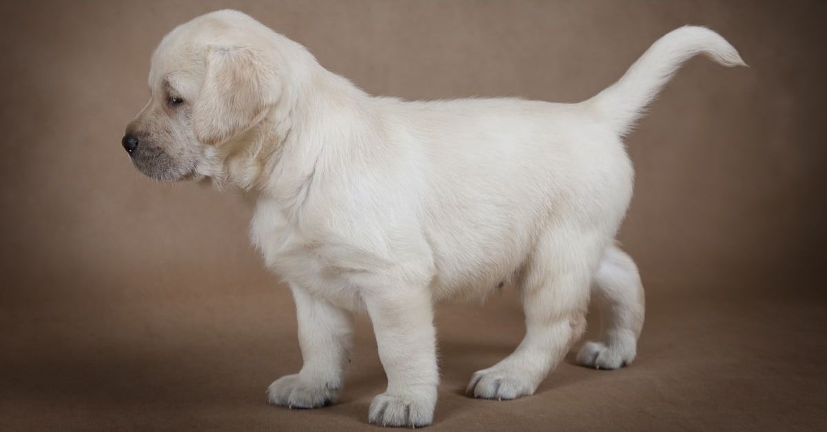 Labrador’s Back Legs Longer Than Front Is It Normal?