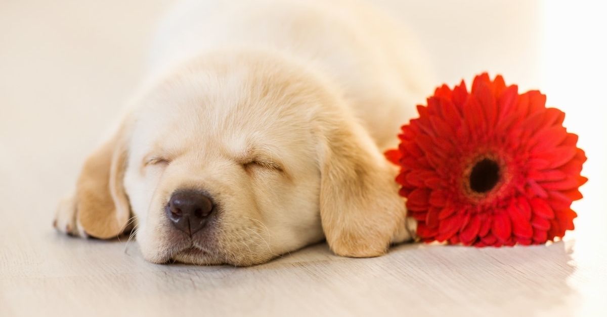 Labrador Puppy Sleeping on the Floor Is It Good or Bad?