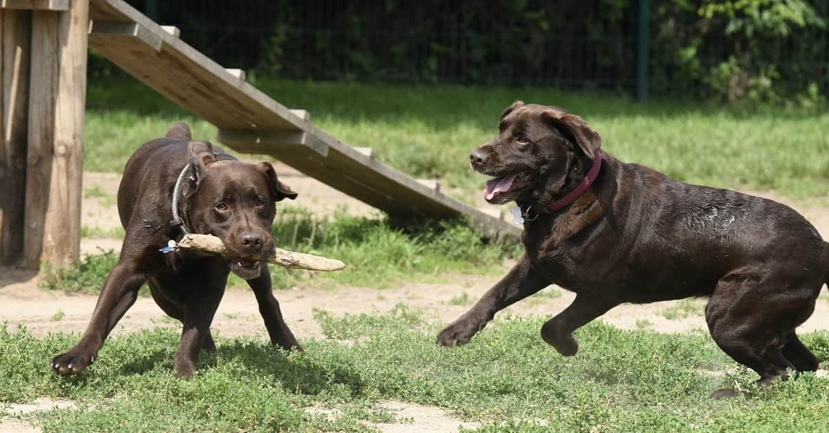 Are Chocolate Labradors More Aggressive Than Others?