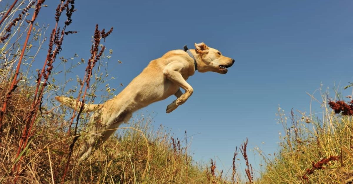 Do Labradors Calm Down After Being Neutered? Guidelines and Impact