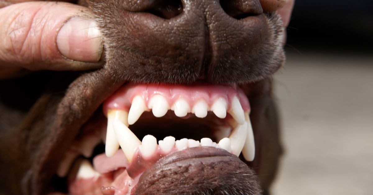 What Color Should a Black Labrador's Gums Be? (What It Can Reveal)