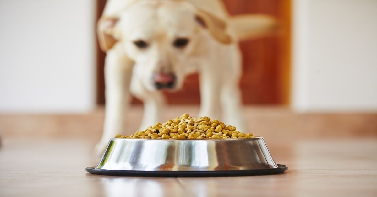 How Often Should You Feed a Labrador? (Dog Routines Matter)