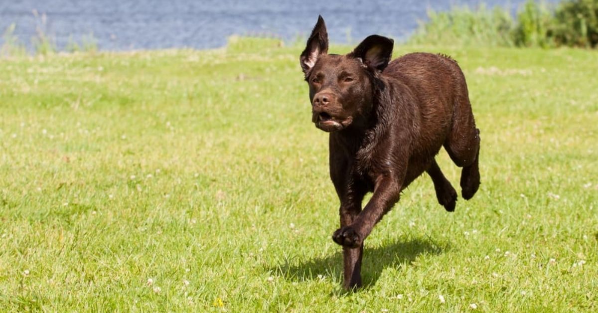 Why Do Labradors Have Floppy Ears? How Breeders Shaped Ears