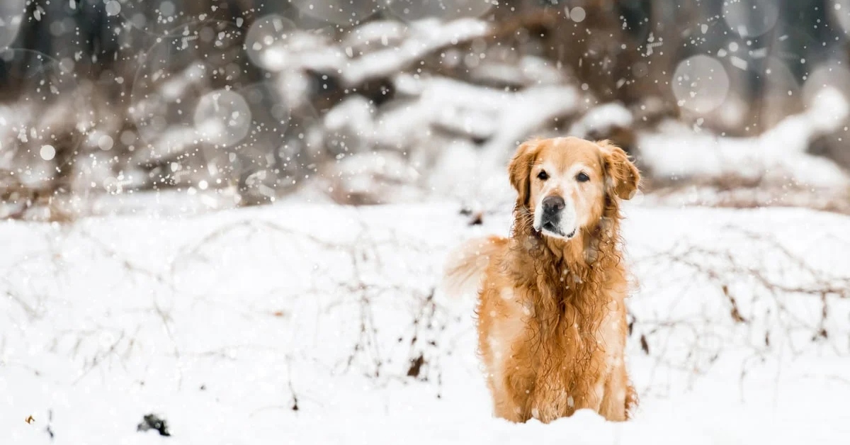 Can Golden Retrievers Swim in Cold Water? Everything Labradors