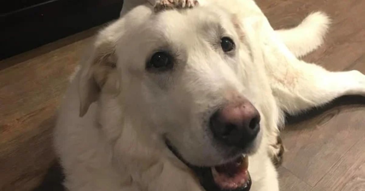 Great Pyrenees Labrador Mix The Ultimate Pyrador Guide