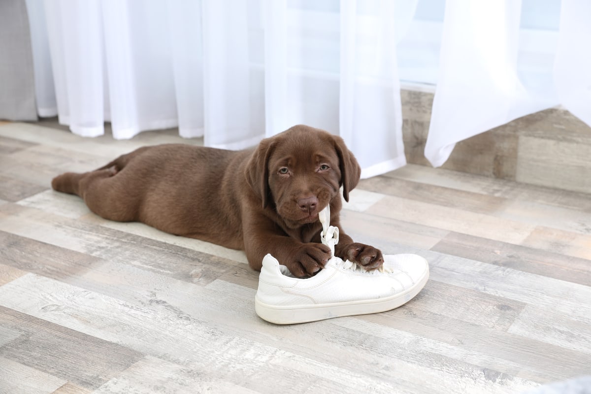 Labrador Puppy Biting Out of Control? How to Stop It
