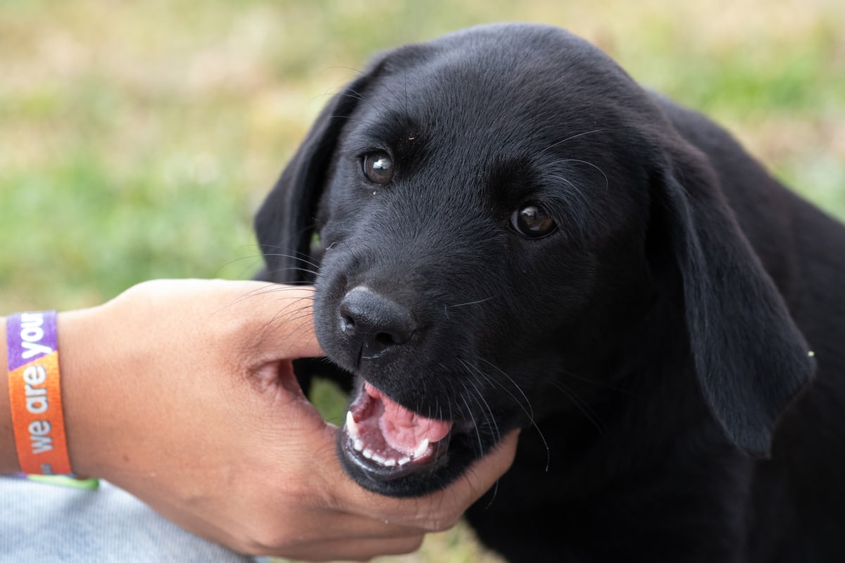 Labrador Puppy Biting Out of Control? How to Stop It