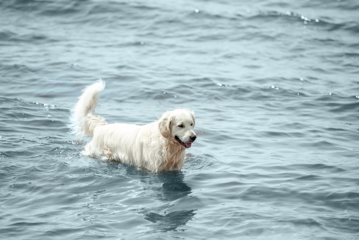 Golden Retrievers & Swimming A Complete Safety Guide