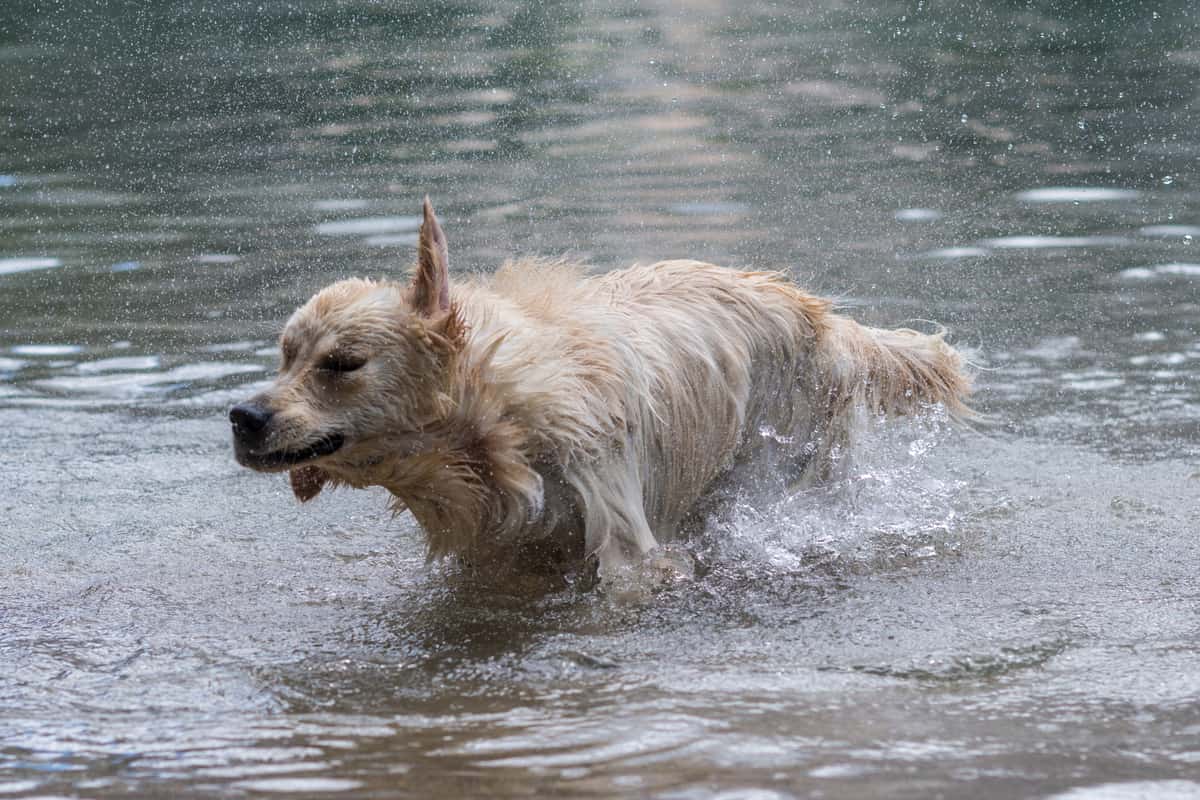 Can Golden Retrievers Swim in Cold Water? Everything Labradors