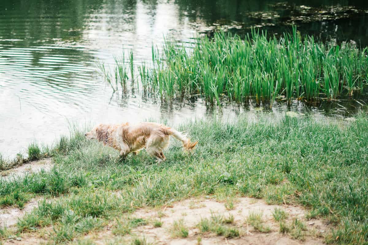 Can Golden Retrievers Swim In A Lake? Tips and Safety Info
