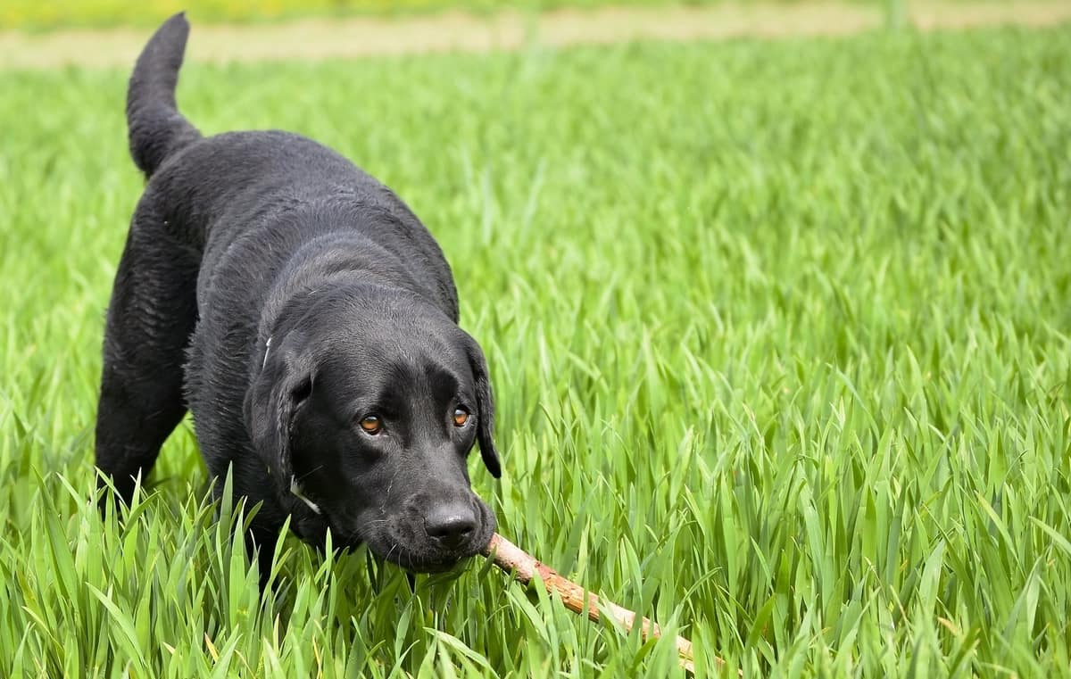 Droopy Labrador Why Do Some Labradors Have Droopy Eyes? What Does It Mean?