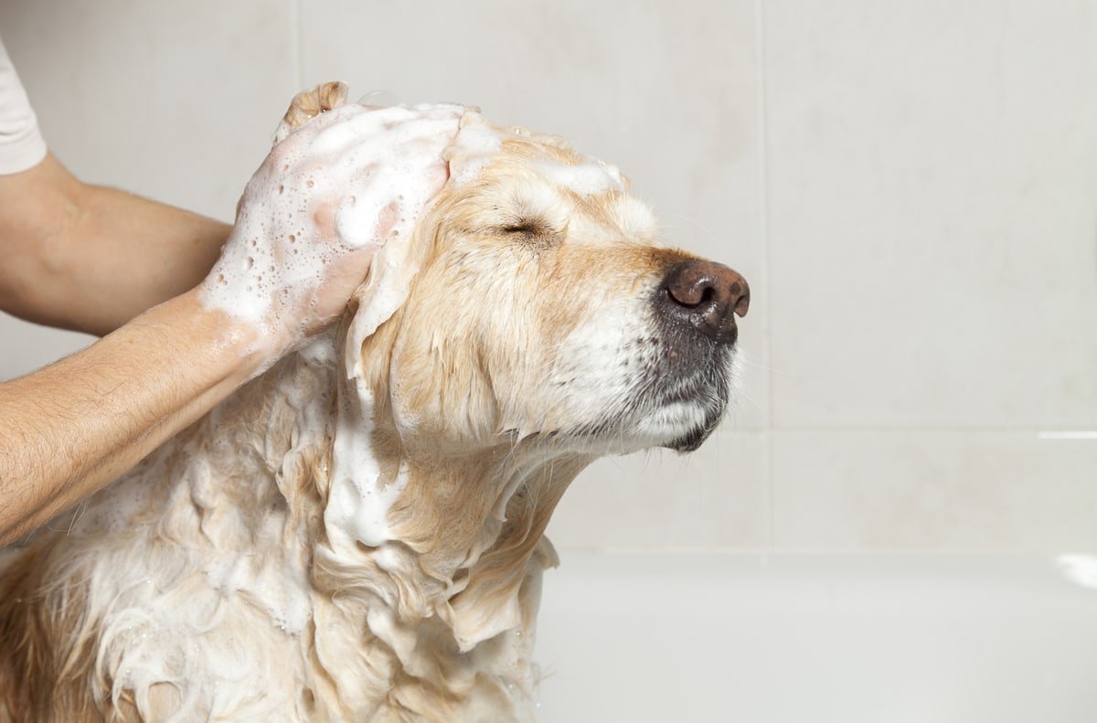 labrador taking a bath