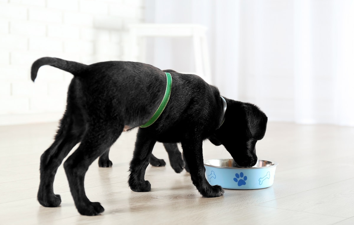 How Often Should You Feed a Labrador? (Dog Routines Matter)
