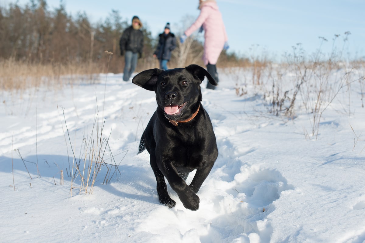 What is the Ideal Temperature for a Labrador? Health and Safety Info