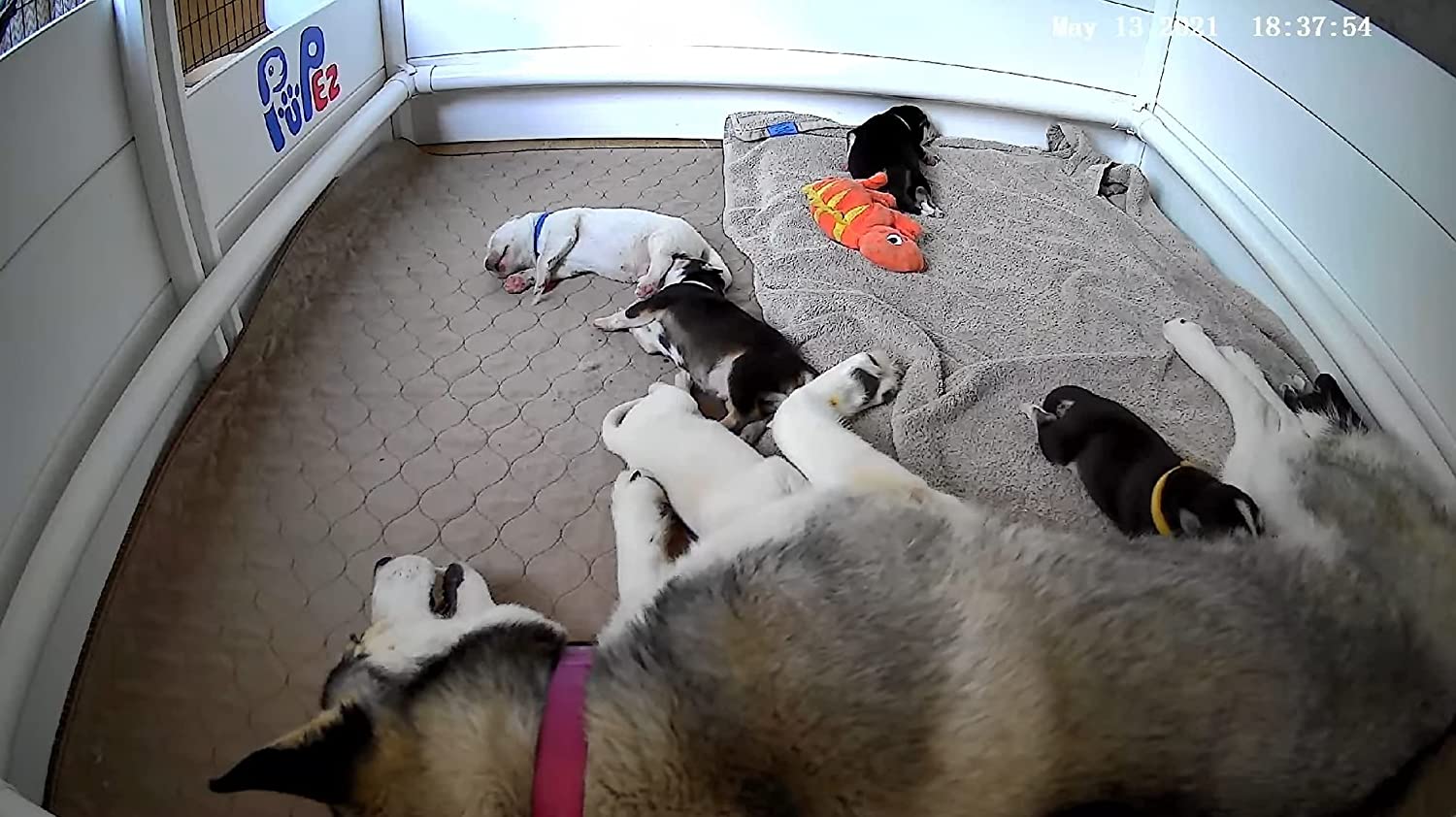 What Size Whelping Box Do You Need for a Labrador? Tips and Safety Info