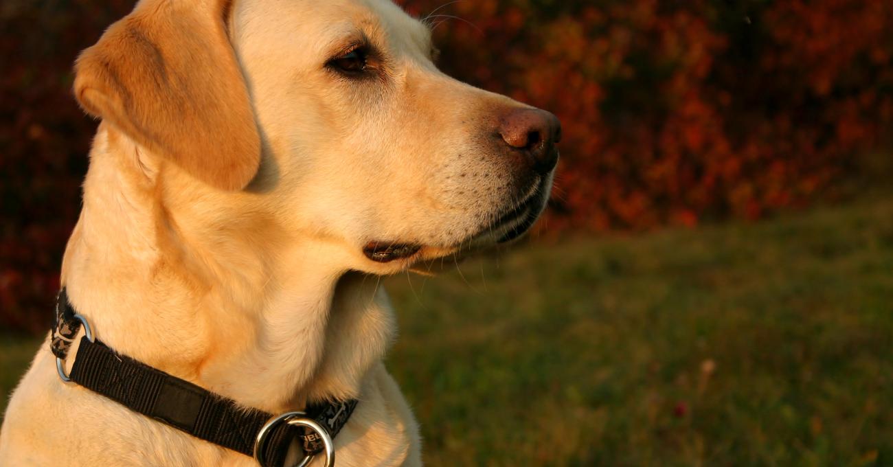 Can Labrador Retrievers Be Guard Dogs? (Training Tips)