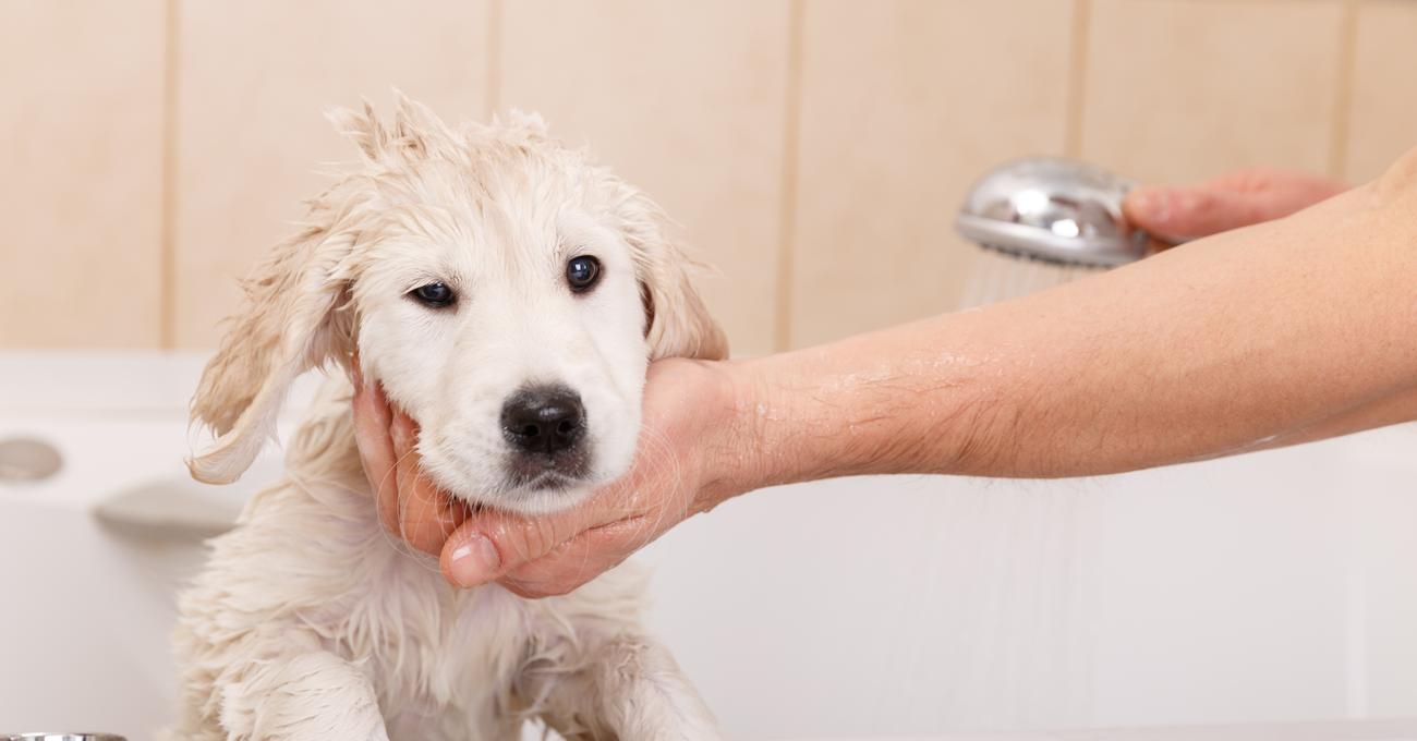 How Often Should You Wash A Labrador (Grooming Guide)