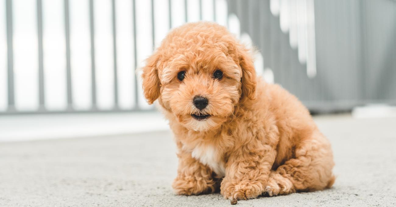 why-does-my-miniature-goldendoodle-shed-so-much