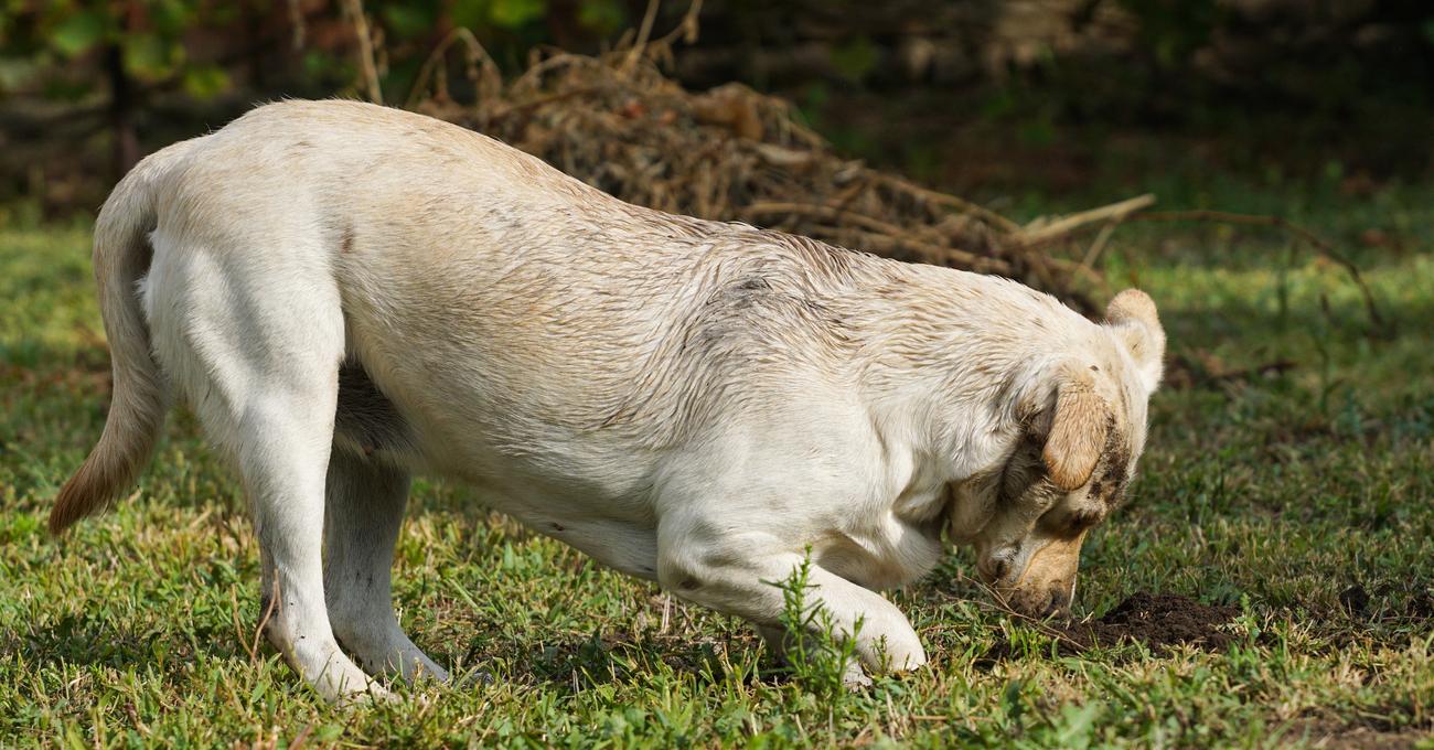 Why Do Labrador Retrievers Dig? (And How To Prevent It)