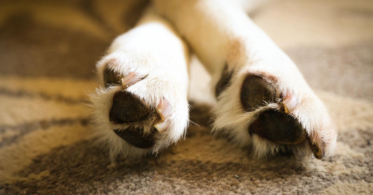 Do Labs Have Rear Dew Claws? Everything Labradors