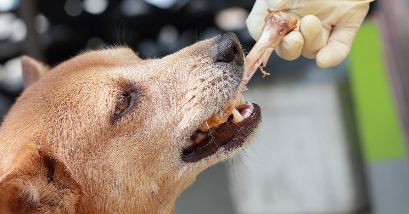 Dog Ate Chicken Bones Has Diarrhea What To Do dog-ate-chicken-bones-has-diarrhea-what-to-do