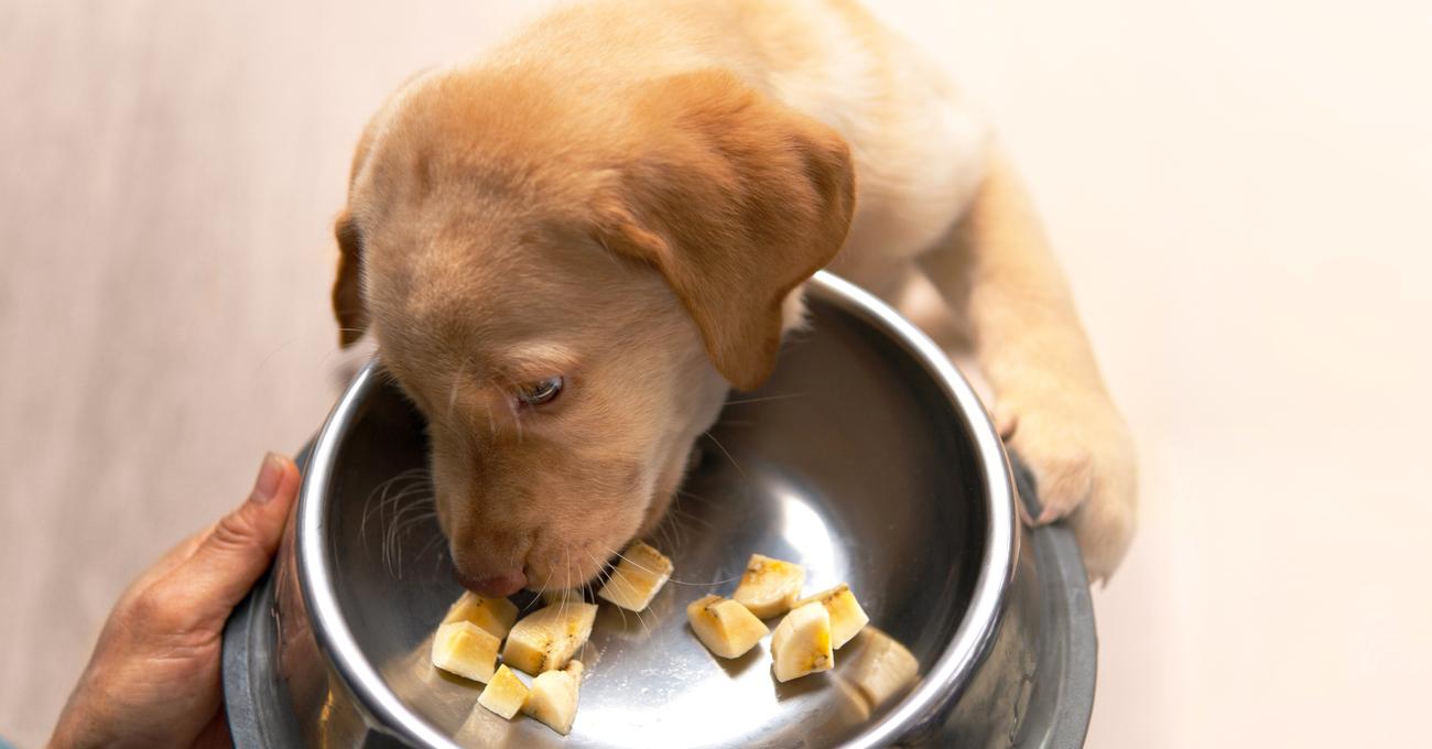 What To Feed a Labrador Puppy (Best Options)