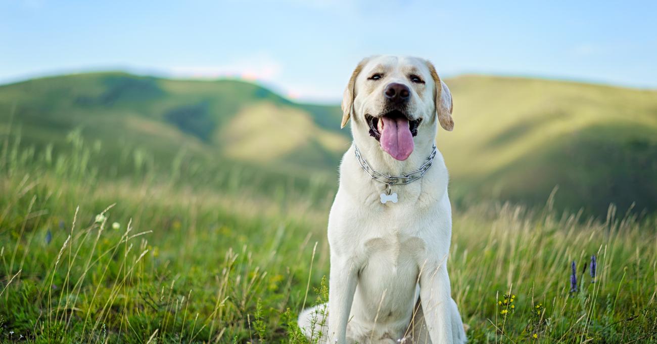 How Long Do Labs Live With Arthritis? Everything Labradors