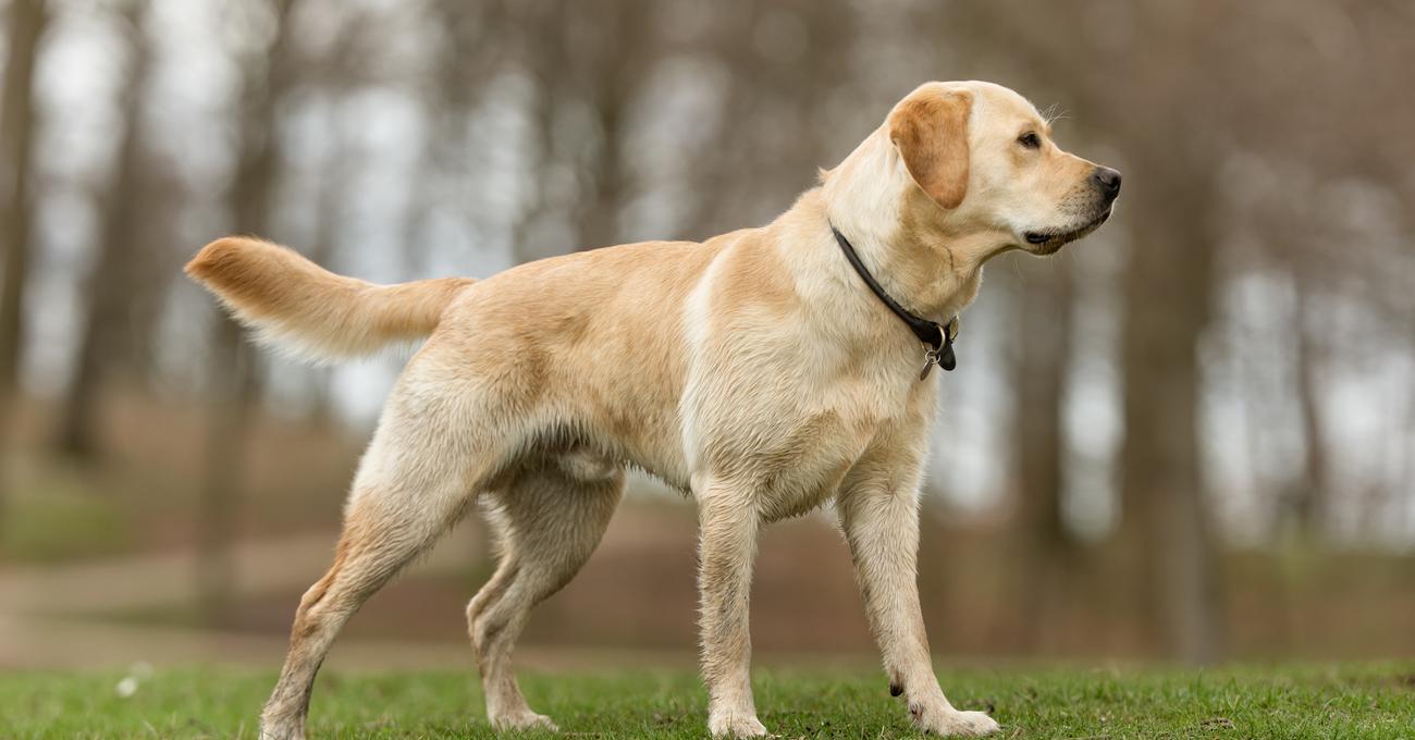 When To Neuter A Labrador