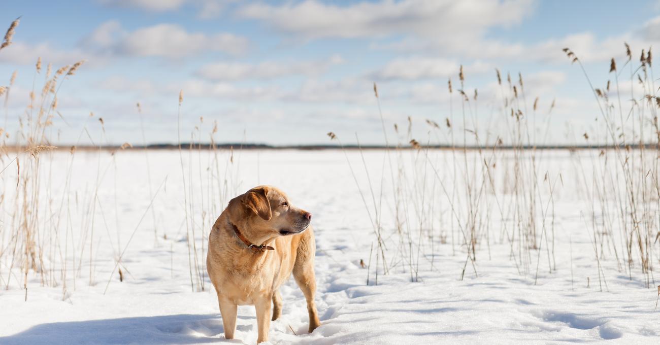 Do Labs Like Cold Weather? Everything Labradors