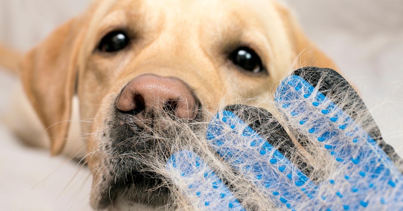 Best Labrador Shedding Solutions (How To Reduce)