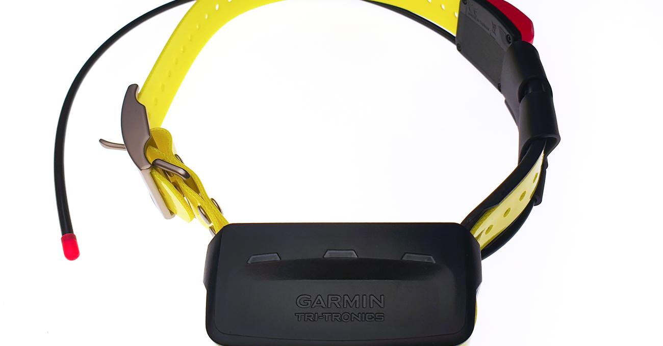 Best Garmin Dog Collars Everything Labradors