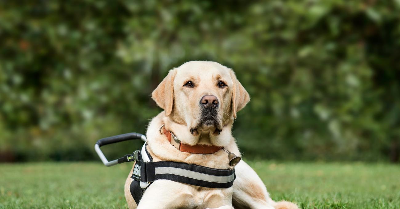 How To Train A Two Year Old Dog Everything Labradors