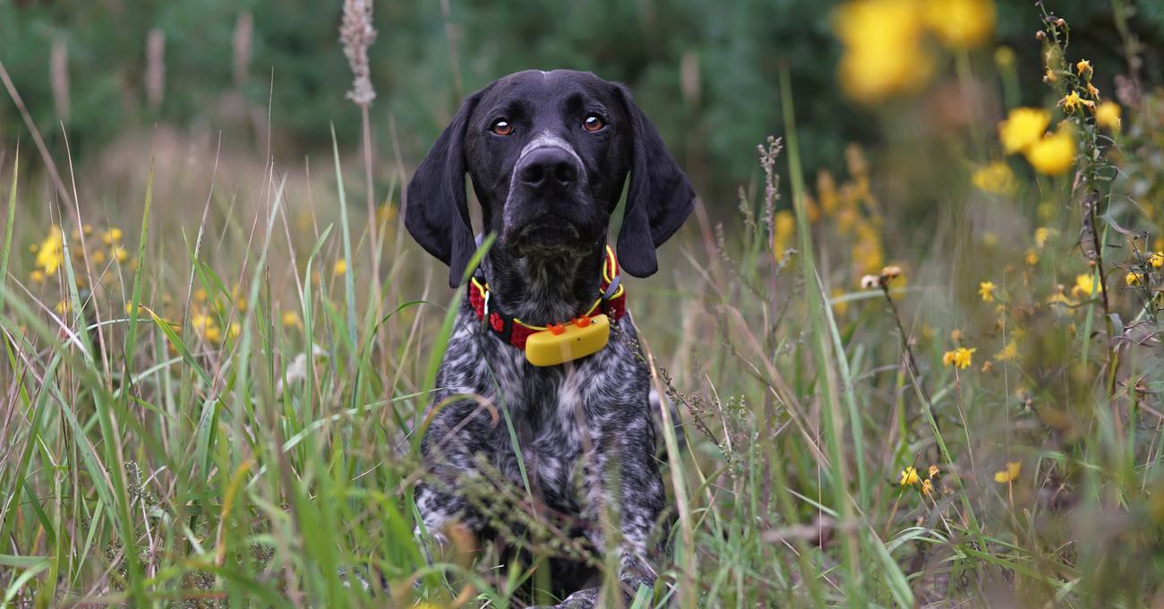 Best GPS Dog Collars With No Monthly Fee Everything Labradors