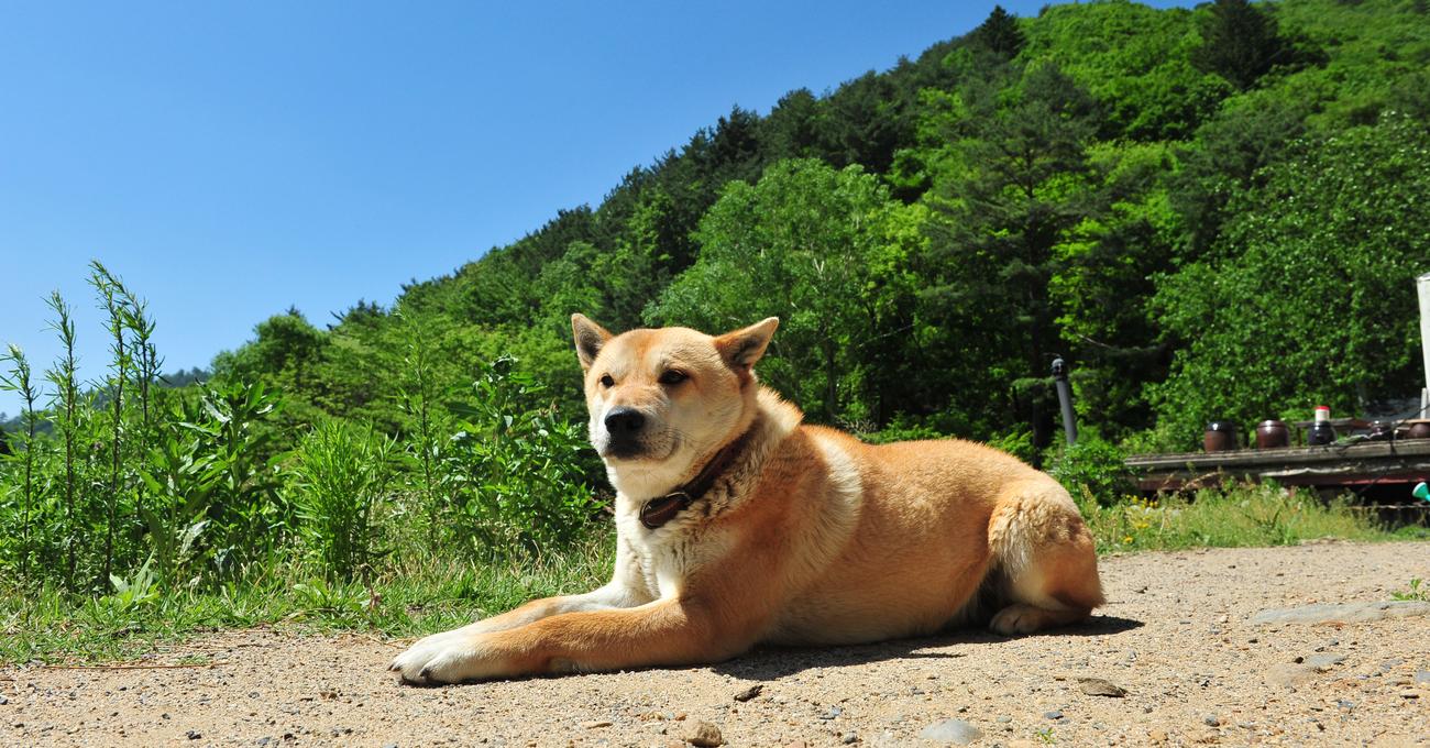 Jindo Lab Mix (A Comprehensive Guide) Everything Labradors