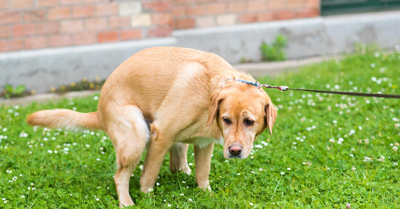 My Dog's Poop Starts Solid Then Goes Soft (Causes & Home Remedies)