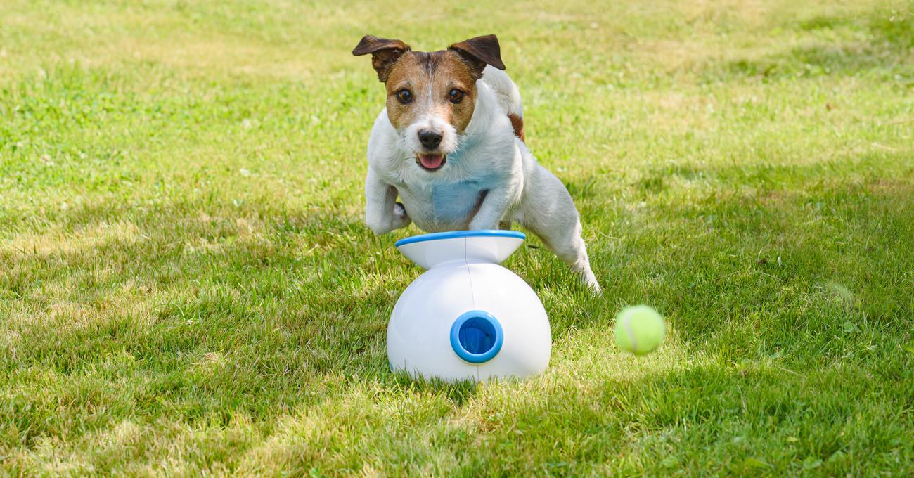 Best Automatic Ball Launchers For Dogs Everything Labradors