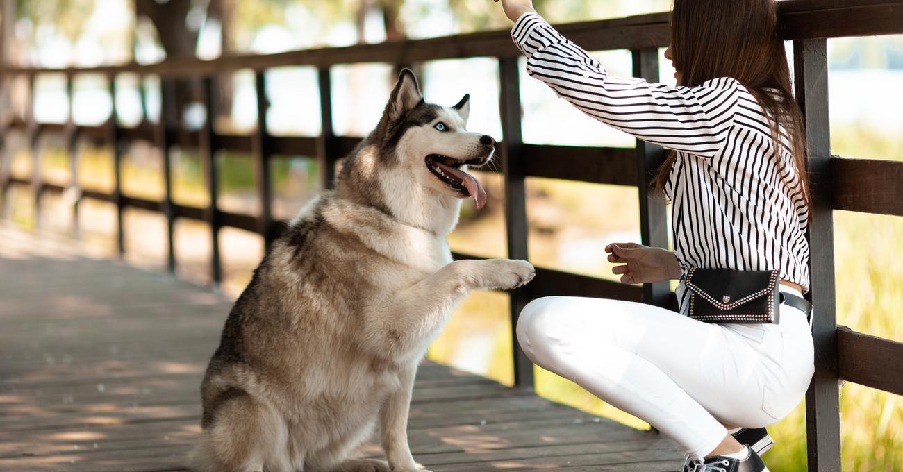 When To Train Dog Your Dog - Complete Guide