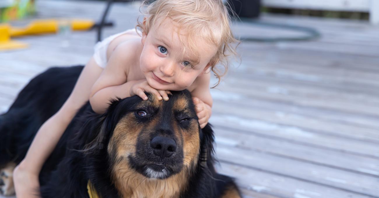 Can You Still Train A 2 Year Old Dog? Everything Labradors