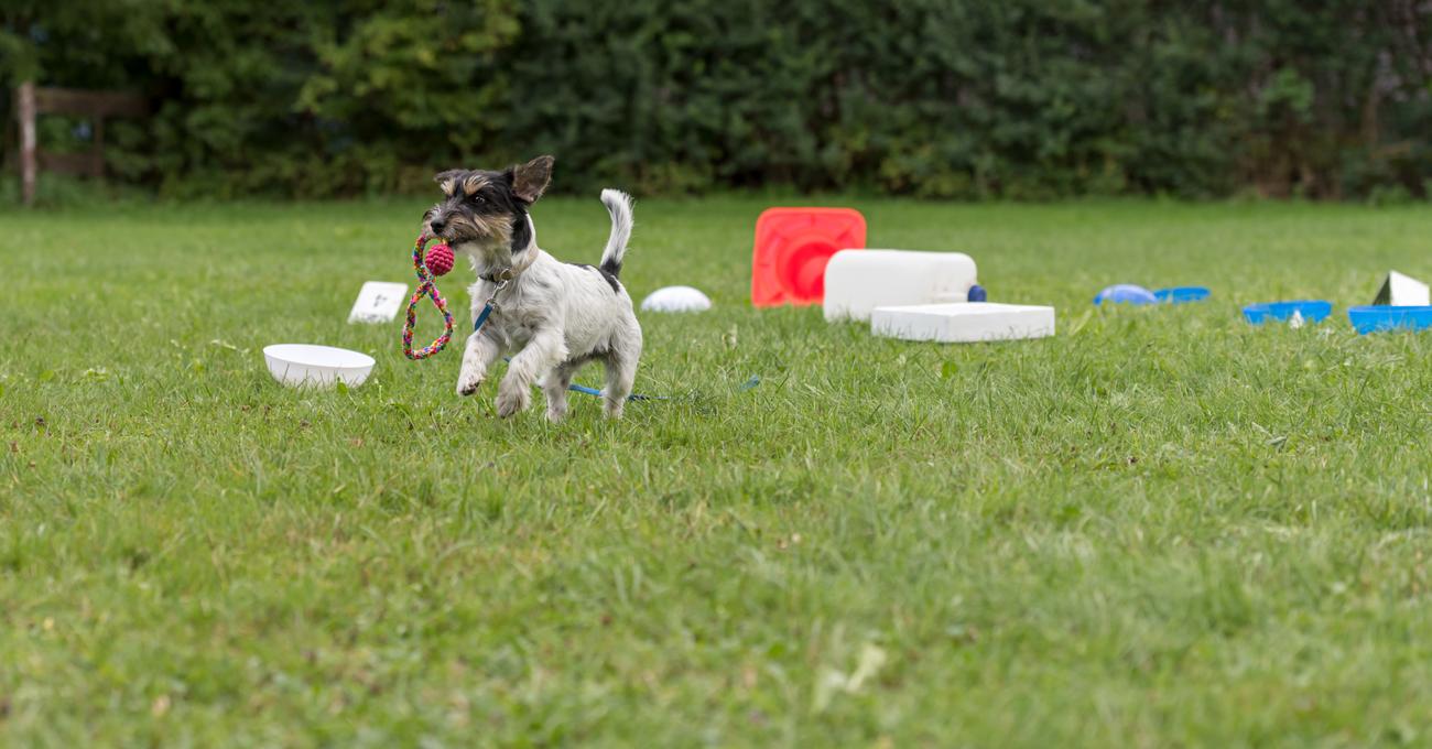 How To Train A 1 Year Old Dog Everything Labradors