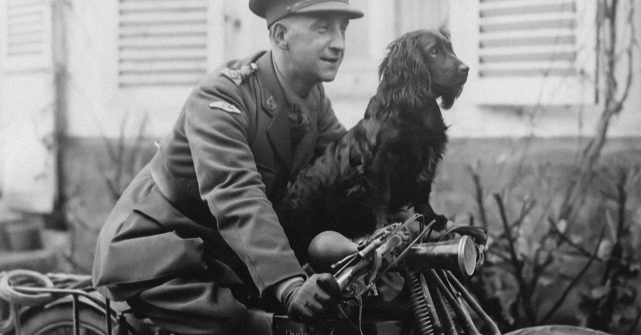 How Were Dogs Trained & Used In WW1? Everything Labradors