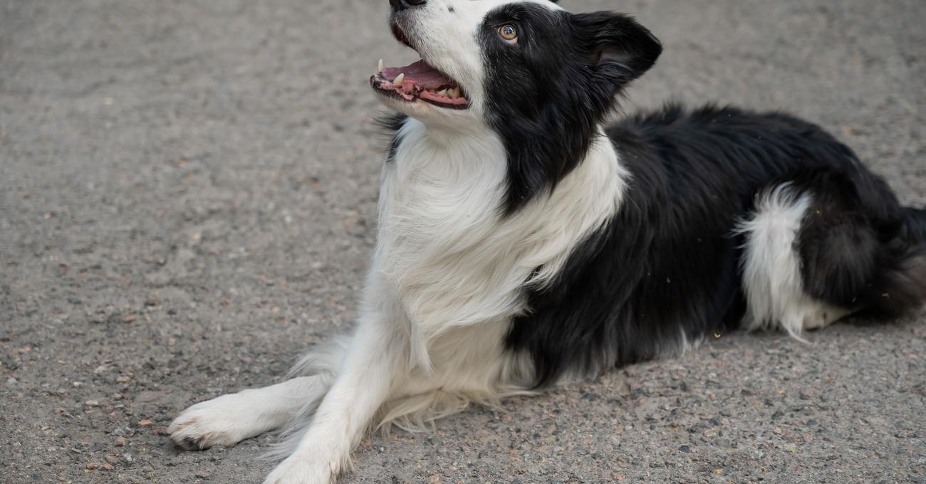 Train & Teach Dog To Cross Paws Everything Labradors