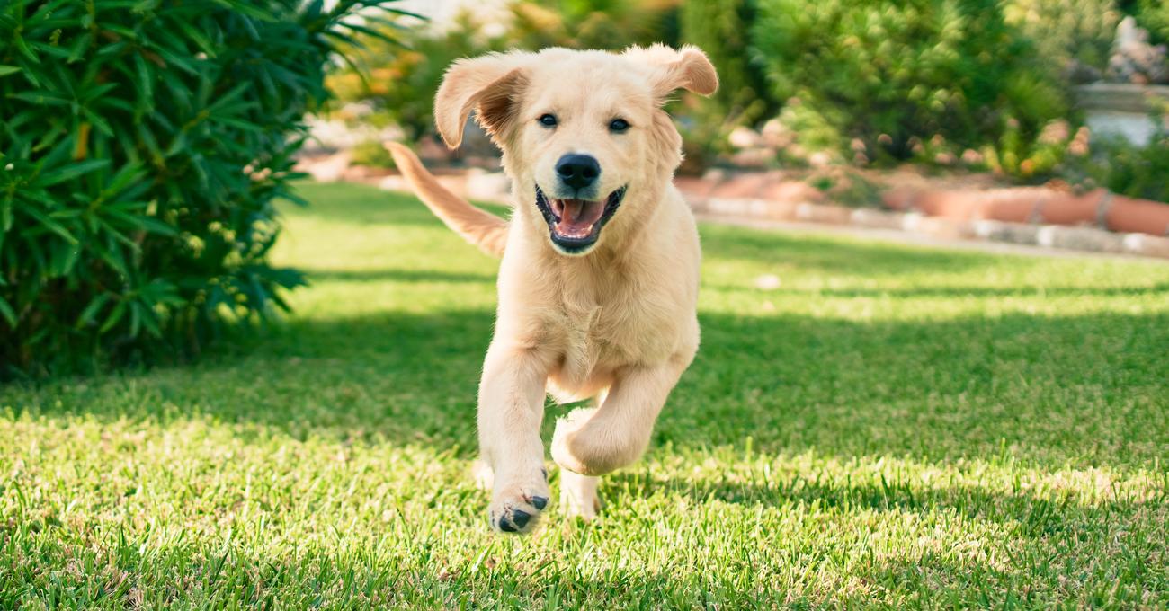 Train & Teach Dog Emergency Recall Everything Labradors