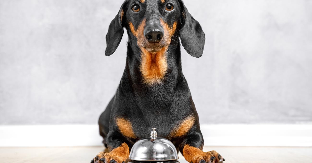 Train & Teach Dog To Ring Bell For Potty Everything Labradors