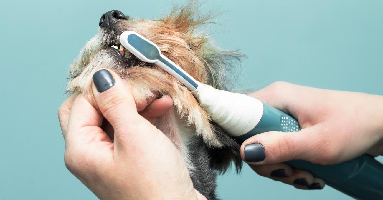 Best Electric Toothbrush For Dogs Everything Labradors