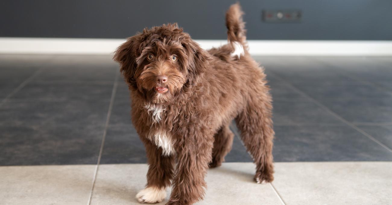 The Hidden Downside To Designer Dog Breeds Everything Labradors