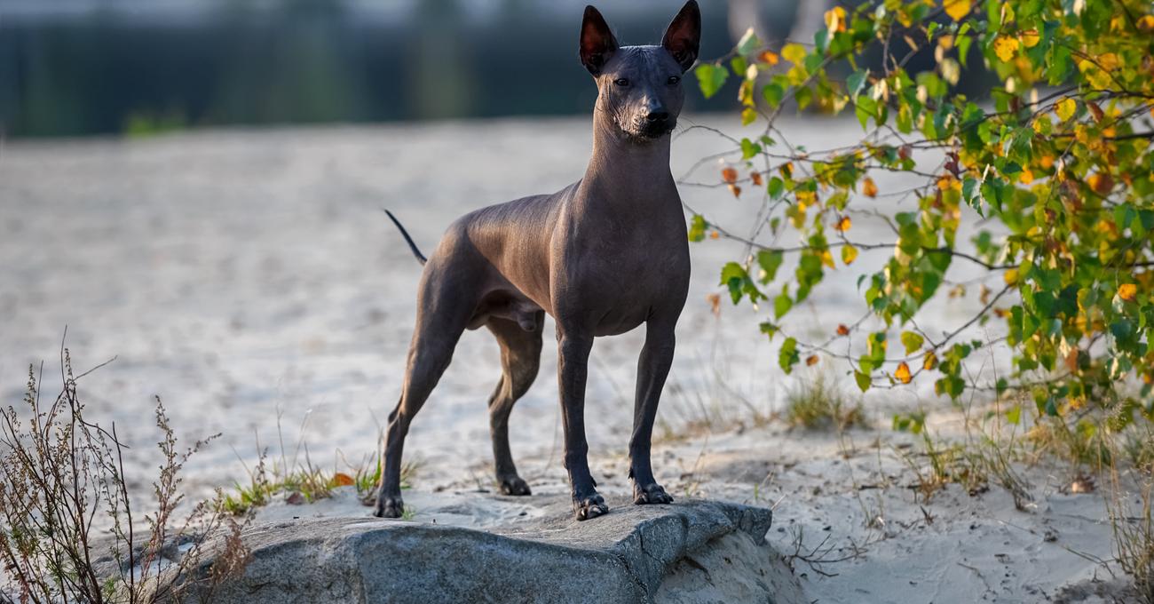 Top 10 Craziest Dog Breeds from Around the World