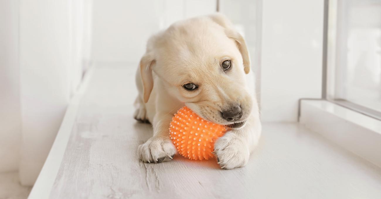 Labrador Puppy Biting Simple Tips to Stop It Early Everything Labradors