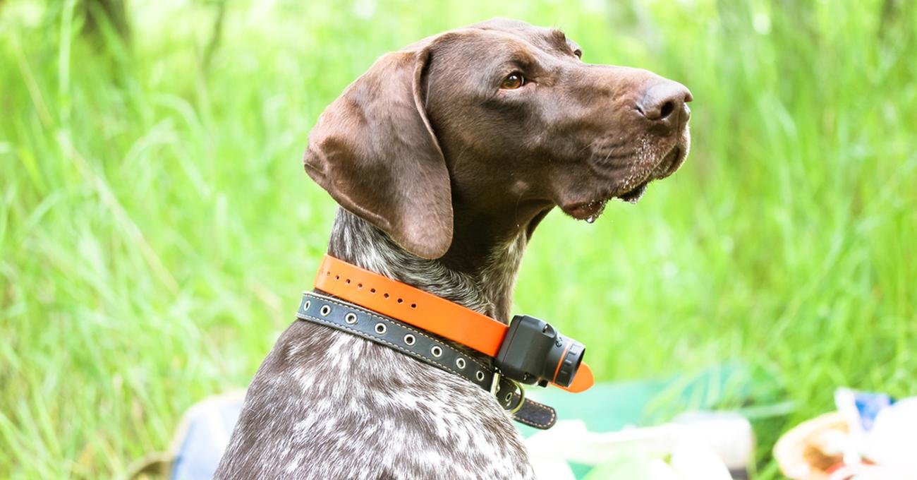 Shock Collar Training For Dogs (How To Use Them Properly)