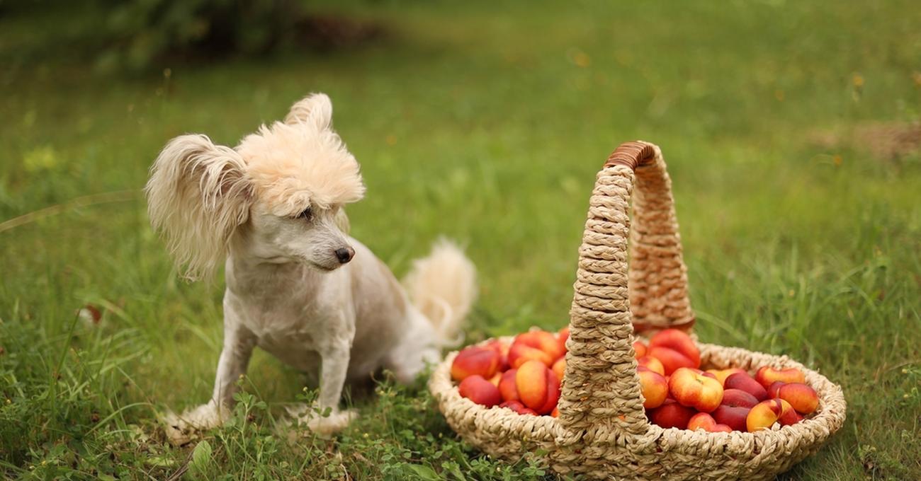 Can Dogs Eat Nectarines?